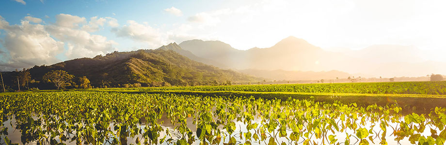 taro field with mountains in the background