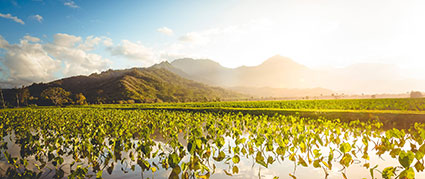 taro field with mountains in the background