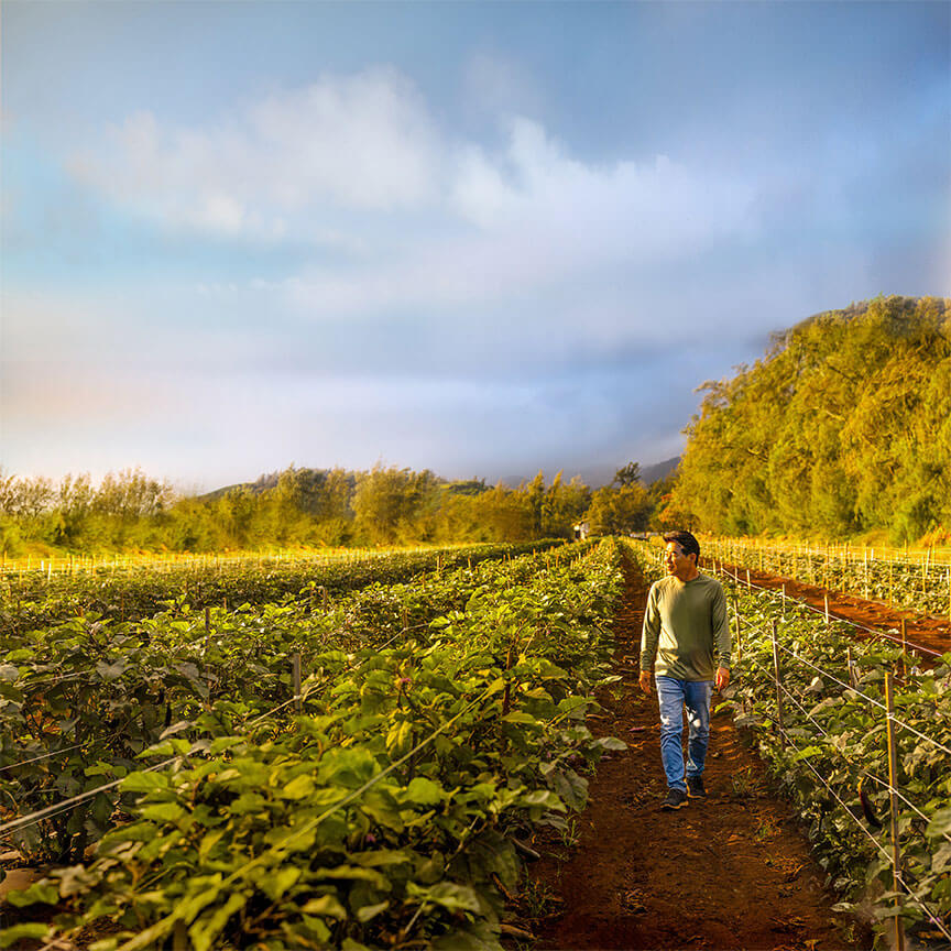 man walking in a farm field