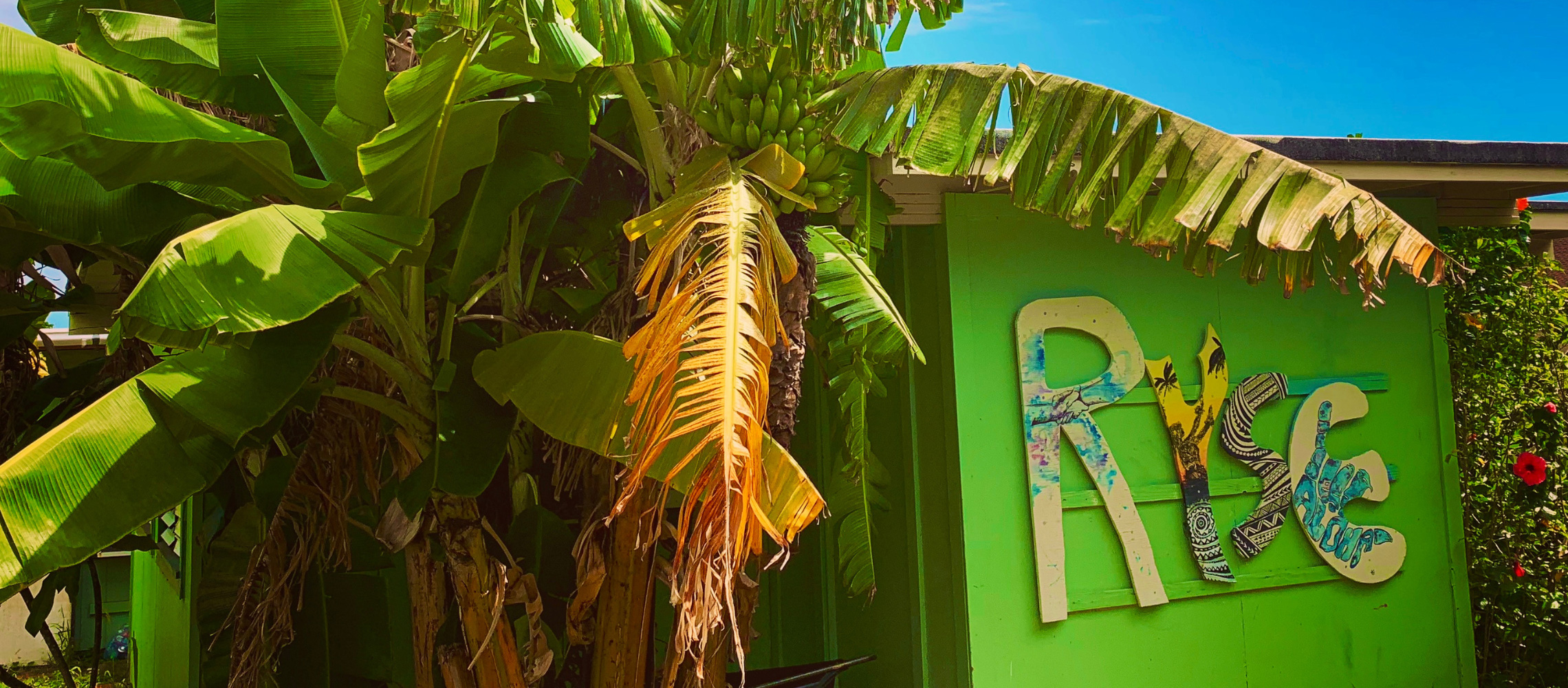 Banana tree next to RYSE building