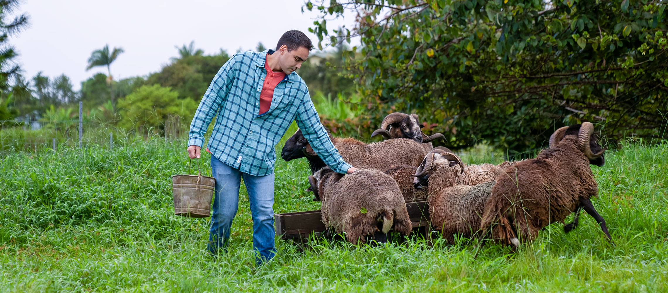 Steven Sylvester with livestock