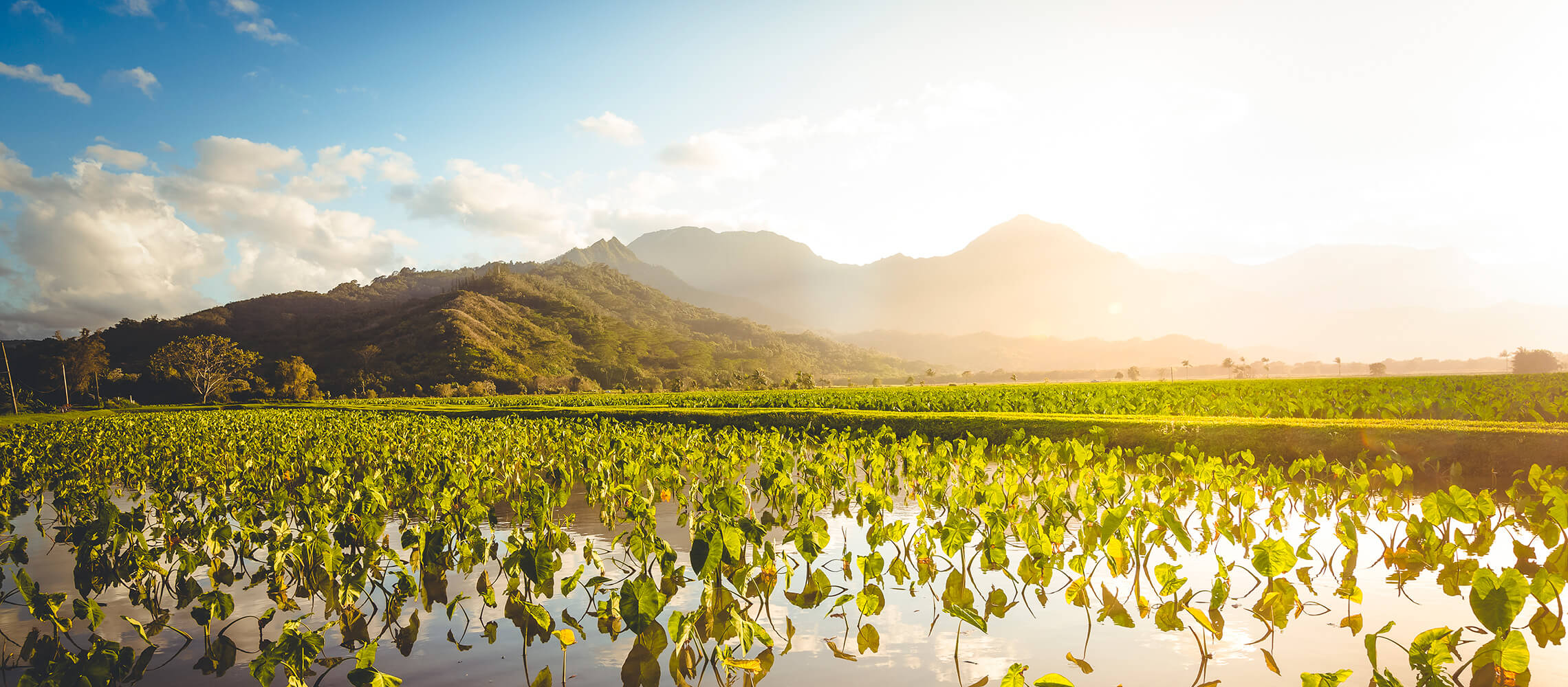 taro field