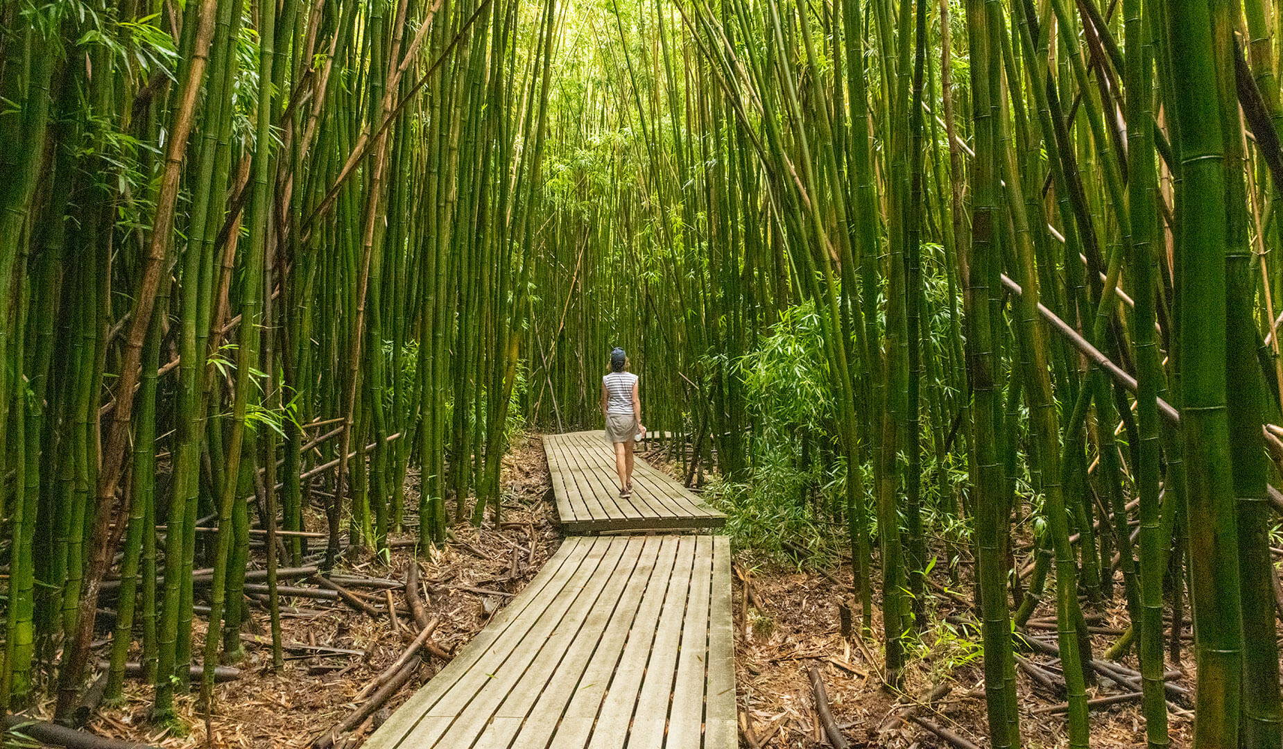 woman walking in a bamboo forest