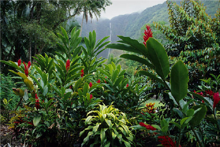 Hana forest