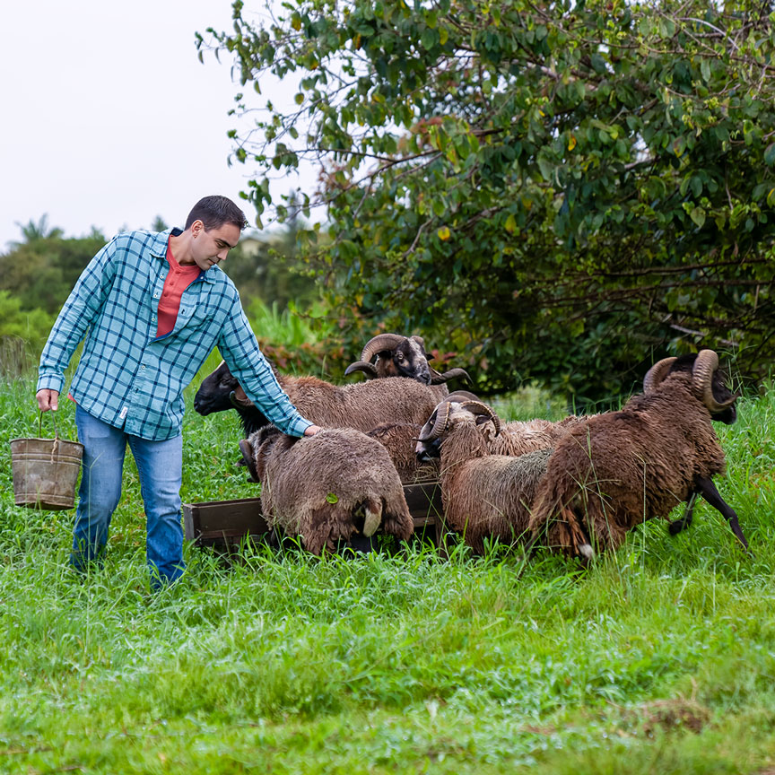 Steven Sylvester with livestock