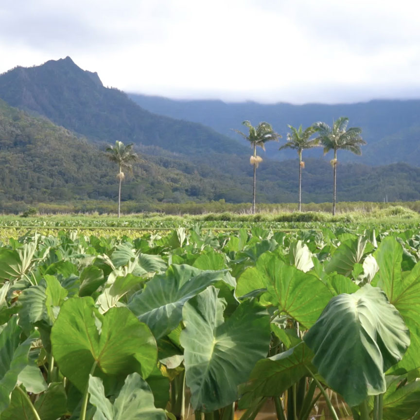 taro plants scenic shot