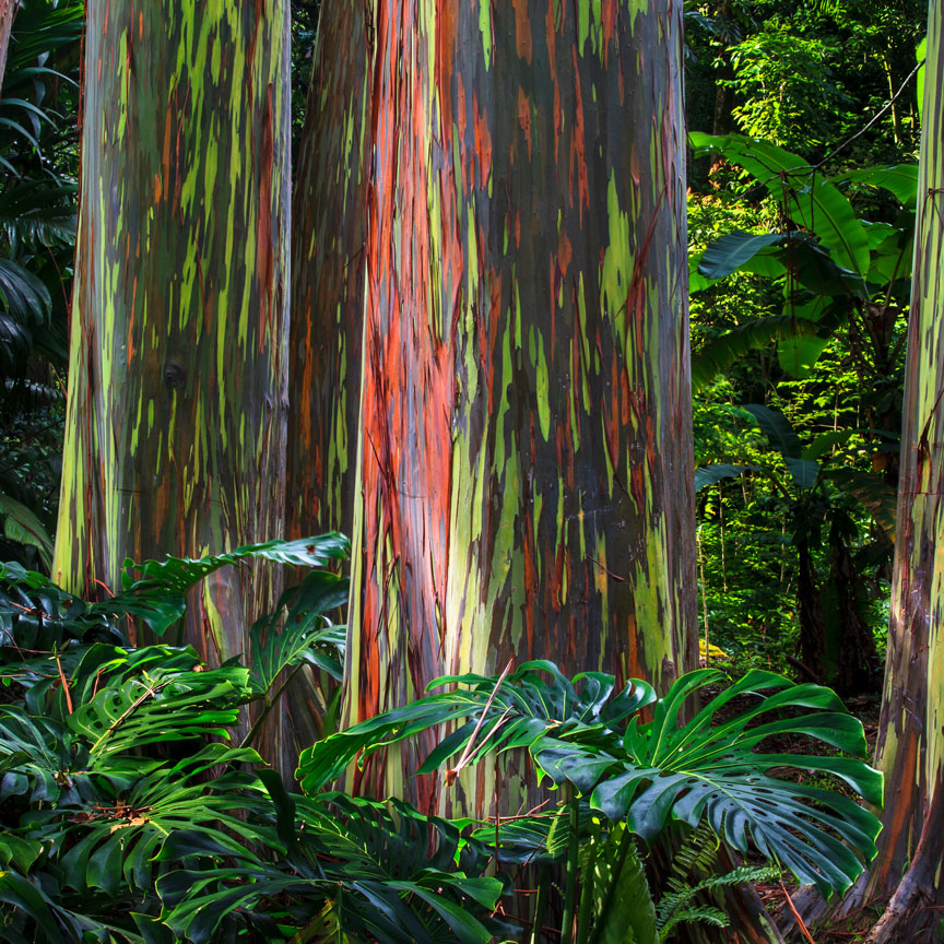 rainbow eucalyptus trees with monstera leaves