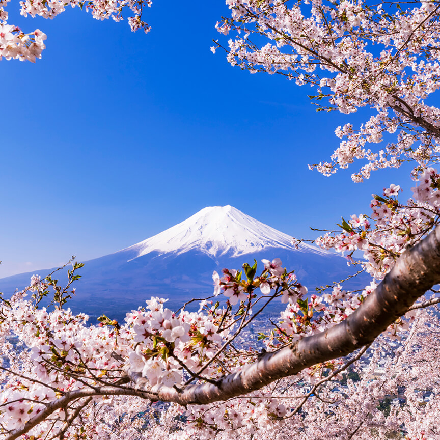 Mount Fuji with cherry blossoms