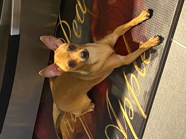 Small tan dog