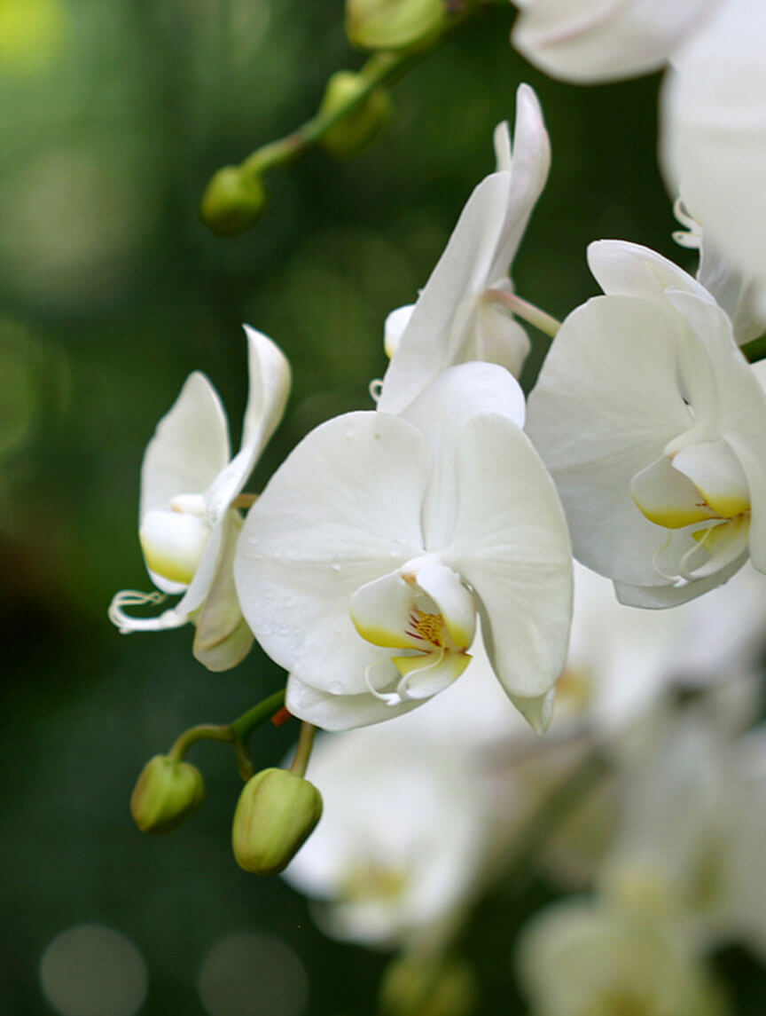 orchid